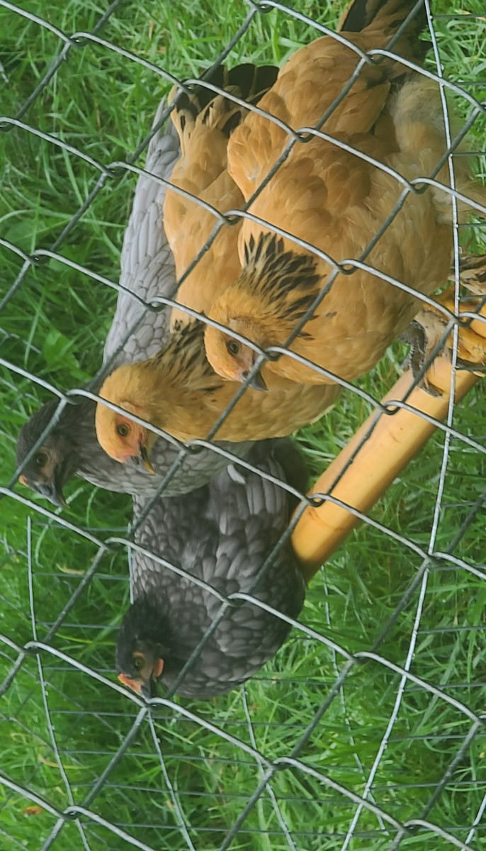 Four Beautiful Chickens