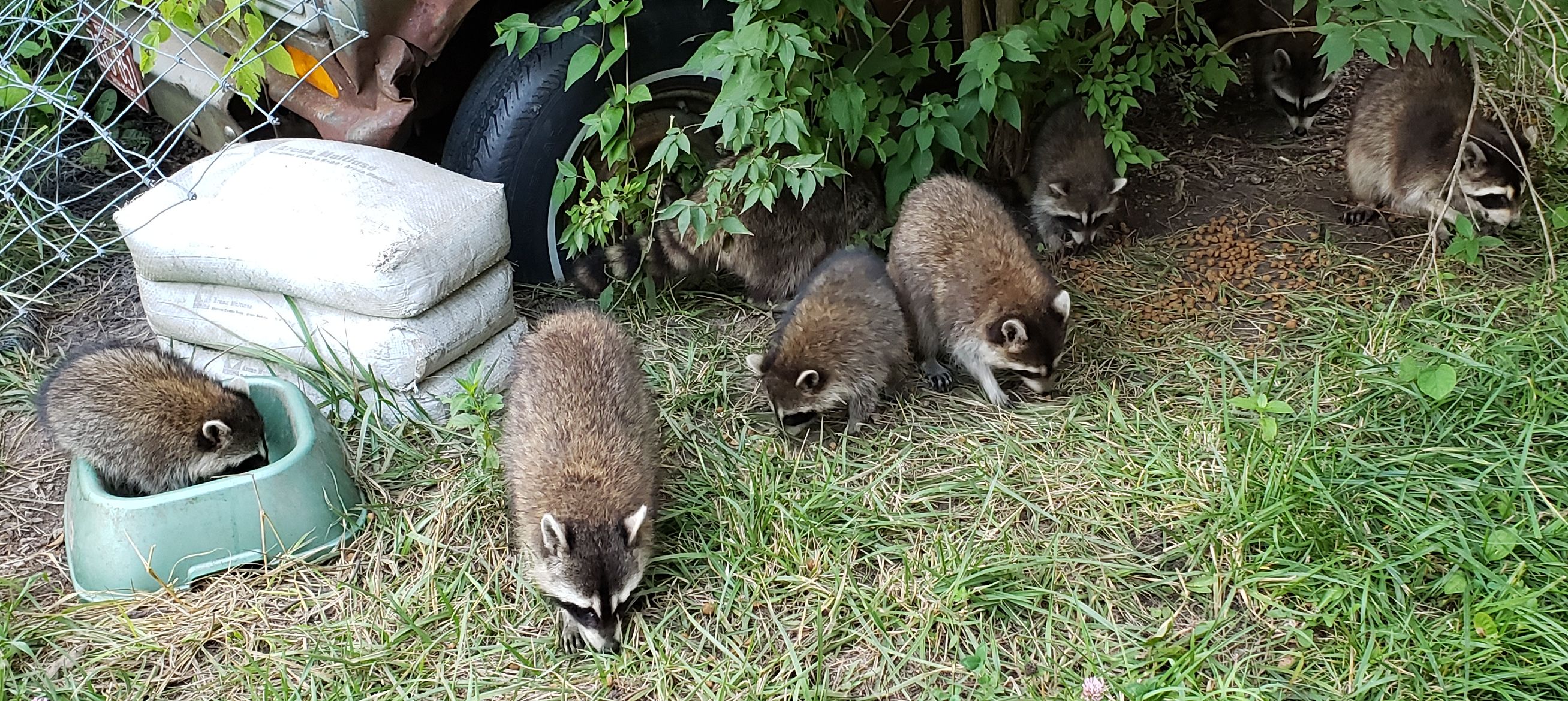 Raccoons190711