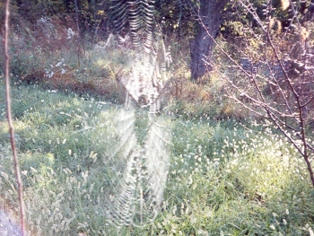 Spider Web - 2004