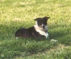 Young Zeppelin