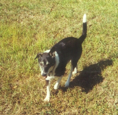 Zeppelin in 2002